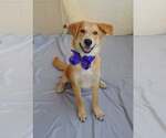 Deductible - Female Labrador Retriever-Unknown Mix Dog for Adoption - Small photo