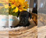 Small Chihuahua Mix
