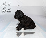 Small Photo #8 Border Collie-Goldendoodle Mix Puppy For Sale in BLUE RIDGE, GA, USA