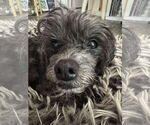 Small Poodle (Miniature) Mix