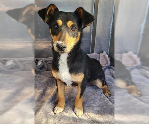 Medium Photo #1 Mutt Puppy For Sale in San Antonio, TX, USA