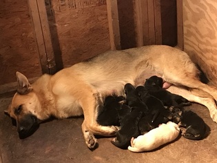 Mother of the German Shepherd Dog puppies born on 02/18/2019