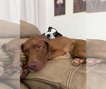 Small #9 Australian Shepherd-Catahoula Leopard Dog Mix