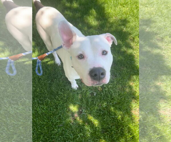 Medium Photo #3 Boxer-Unknown Mix Puppy For Sale in Holland, MI, USA