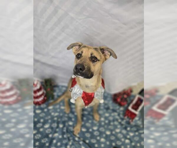 Medium Photo #1 Shepradors Puppy For Sale in London, Ontario, Canada