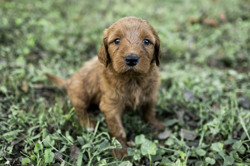 Medium Photo #1 Goldendoodle Puppy For Sale in NASHVILLE, TN, USA