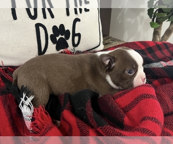 Medium Photo #4 Boston Terrier Puppy For Sale in NILES, MI, USA