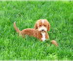 Small Photo #3 Goldendoodle mix (+ Poodle Miniature) Puppy For Sale in SYRACUSE, IN, USA