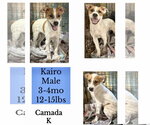 Small #6 Brittany Mix