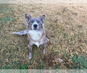 Australian Shepherd-Unknown Mix Dogs for adoption in Grovetown, GA, USA