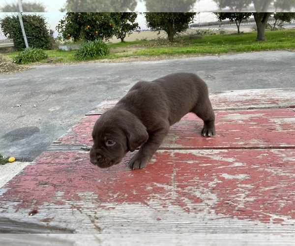 Medium Photo #7 Labrador Retriever Puppy For Sale in PATTERSON, CA, USA