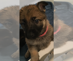 Small Photo #2 German Shepherd Dog Puppy For Sale in PALMETTO BAY, FL, USA