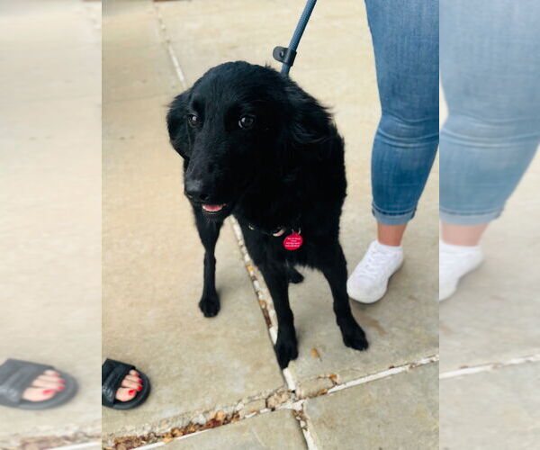 Medium Photo #4 German Shepherd Dog-Unknown Mix Puppy For Sale in Claremore, OK, USA