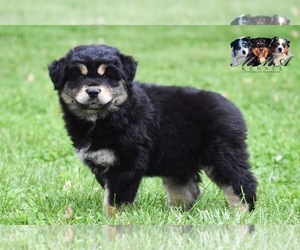 Australian Shepherd Puppy for sale in EASTON, MO, USA