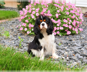 Mother of the Cavalier King Charles Spaniel puppies born on 07/17/2025