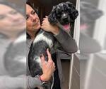 Small #3 Cocker Spaniel Mix