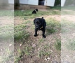 Small Photo #18 Labrador Retriever Puppy For Sale in GLADSTONE, VA, USA