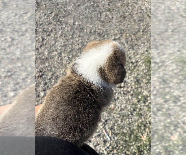Medium Photo #4 Pembroke Welsh Corgi Puppy For Sale in OAKLEY, CA, USA