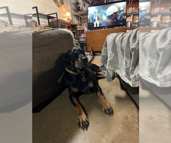 Medium Photo #7 Rottweiler-Unknown Mix Puppy For Sale in White Hall, AR, USA