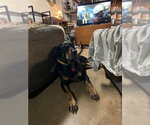 Small #6 Rottweiler Mix