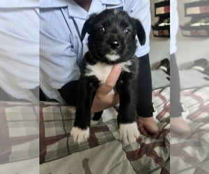 Medium Border Collie-Schnauzer (Miniature) Mix