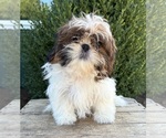 Small #2 Shih Tzu