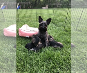 Mother of the Schnauzer (Miniature) puppies born on 04/29/2019