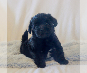 Poodle (Toy)-Yorkshire Terrier Mix Puppy for sale in GAP, PA, USA