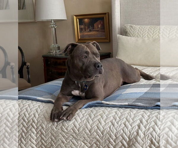 Medium Photo #65 American Staffordshire Terrier Puppy For Sale in Sayreville, NJ, NJ, USA