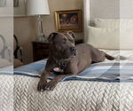 Small #64 American Staffordshire Terrier