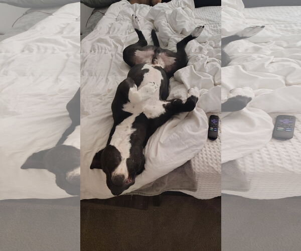 Medium Photo #6 American Pit Bull Terrier-Unknown Mix Puppy For Sale in Chandler, AZ, USA