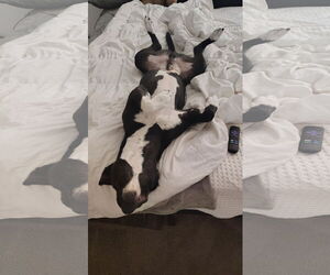 BILLY #2 - Male American Pit Bull Terrier-Unknown Mix Dog for Adoption - Photo #6