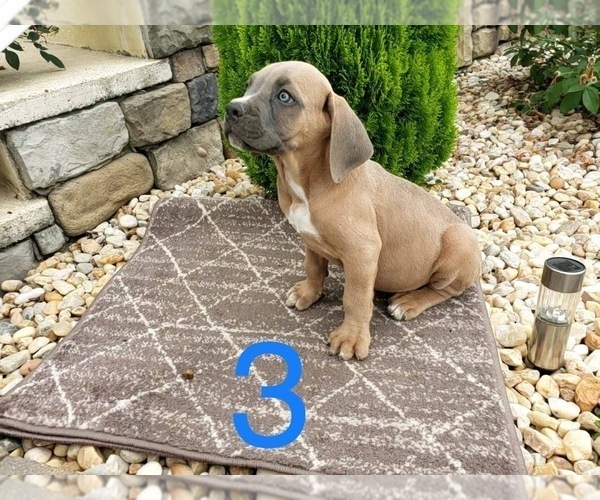 Medium Photo #8 Cane Corso Puppy For Sale in MONTPELIER, VA, USA