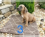Small Photo #8 Cane Corso Puppy For Sale in MONTPELIER, VA, USA