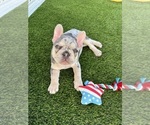 Small #3 French Bulldog