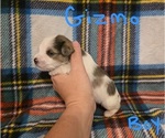 Small #4 Chizer