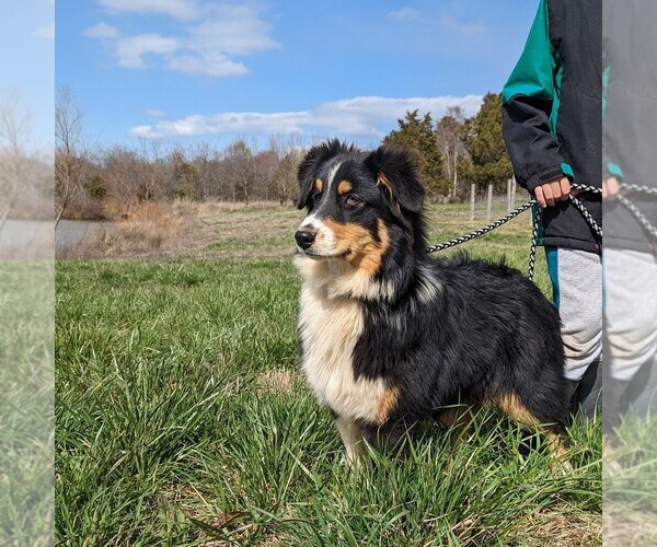Medium Photo #4 Australian Shepherd Puppy For Sale in ELKTON, KY, USA