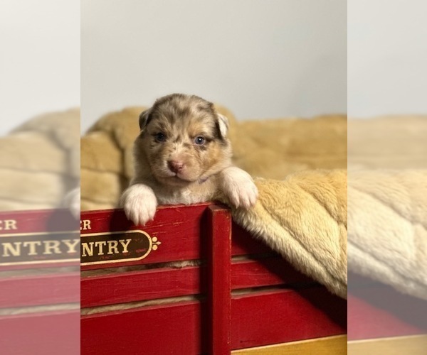 Medium Photo #2 Australian Shepherd Puppy For Sale in RICHMOND, KY, USA