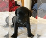 Small Photo #10 Cane Corso Puppy For Sale in ANDERSON, IN, USA