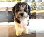 Small #1 Havanese Mix
