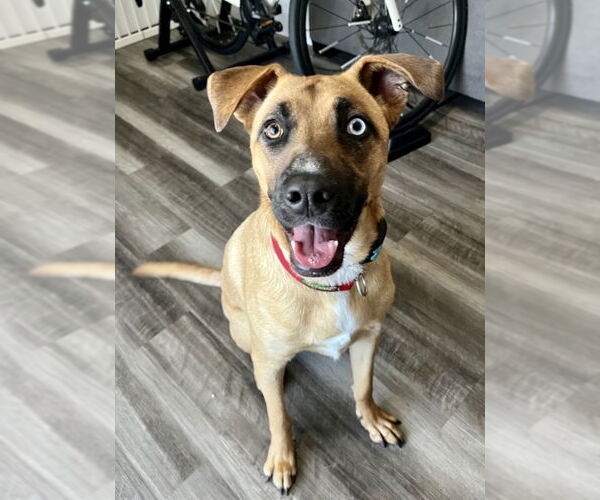 Medium Photo #4 Australian Shepherd-Boxer Mix Puppy For Sale in Dana Point, CA, USA