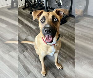 Nollie - Female Australian Shepherd-Boxer Mix Dog for Adoption - Photo #4