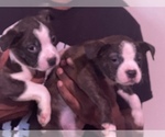 Small Photo #16 Boston Terrier-Collie Mix Puppy For Sale in COLUMBUS, OH, USA