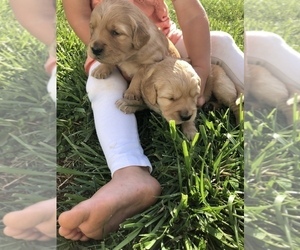 Golden Retriever-Goldendoodle Mix Puppy for Sale in HUNTLY, Virginia USA