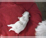 Small Photo #5 Coton de Tulear Puppy For Sale in COLUMBIA, MO, USA