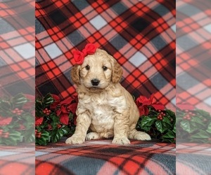 Goldendoodle Puppy for sale in CHRISTIANA, PA, USA