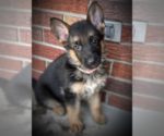 Puppy Puppy 3 German Shepherd Dog