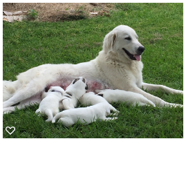 Medium Photo #1 Great Pyrenees Puppy For Sale in LIVINGSTON, TX, USA