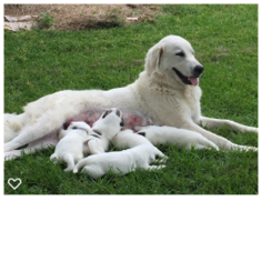 Mother of the Great Pyrenees puppies born on 04/16/2018