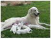 Small Photo #1 Great Pyrenees Puppy For Sale in LIVINGSTON, TX, USA